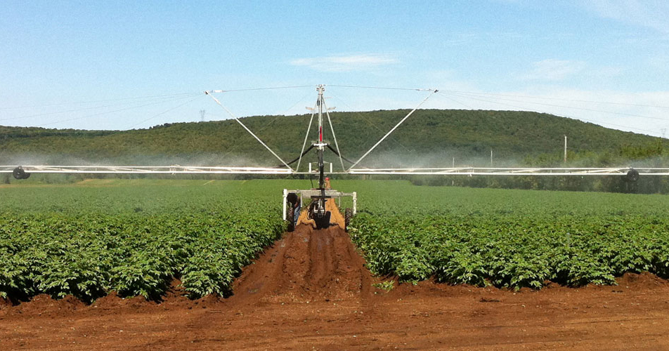 Irrigation De La Pomme De Terre Pdf