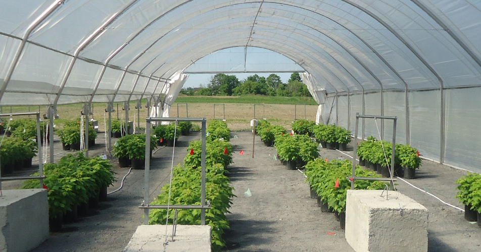 Development of a cropping system for organic raspberries in high