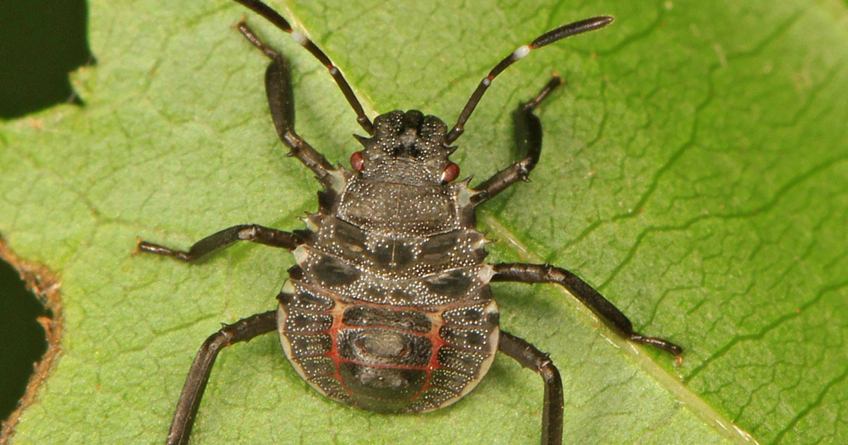 Attract-and-kill techniques for monitoring and controlling stinkbugs in ...