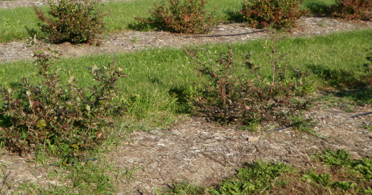 Determining the nitrogen contribution of mulch mineralization in highbush blueberry cultivation